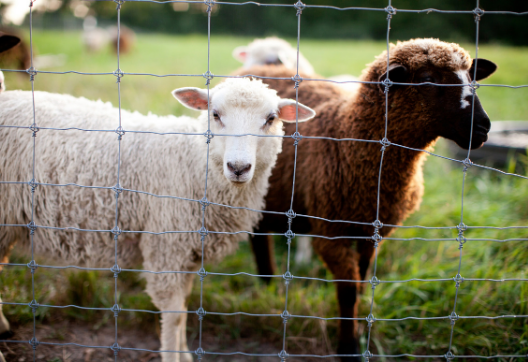 Jak postavit ohradu pro ovce