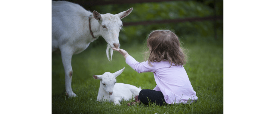jak a proč chovat kozy