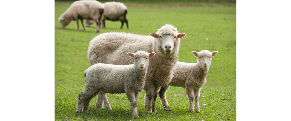 jak a proč chovat ovce
