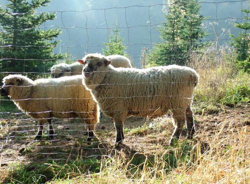 Uzlové pozinkované pletivo pro ovce