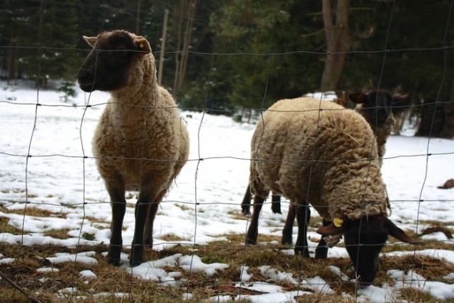 Pozinkované pletivo na ohradu pro ovce